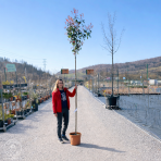  Červienka Fraserova (Photinia × fraseri) ´RED ROBIN´ - výška 290-310 cm, obvod kmeňa 4/6 cm, kont. C12L- NA KMIENKU